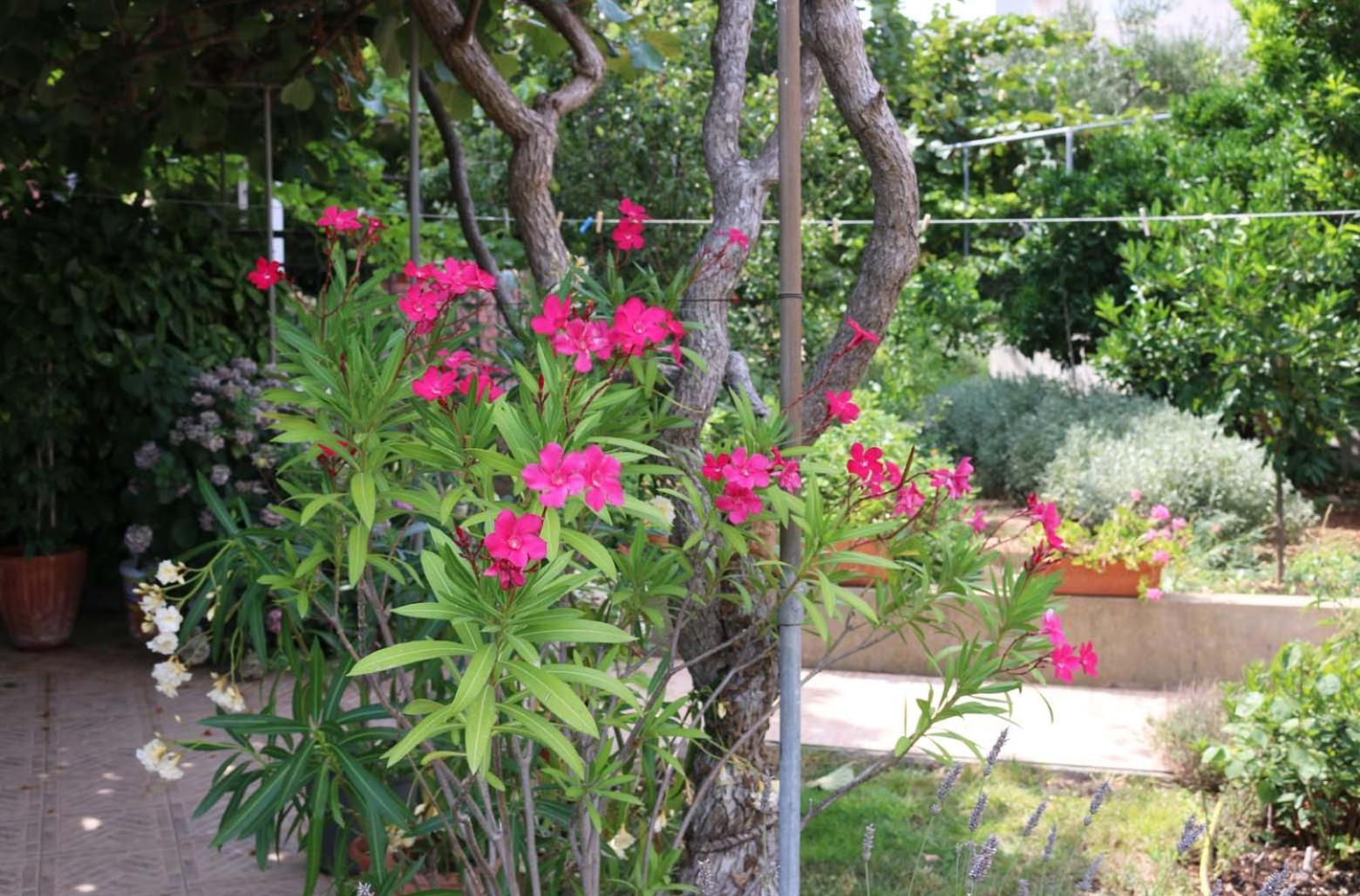 Villa Katarina Losinj Island Mali Lošinj Exterior foto